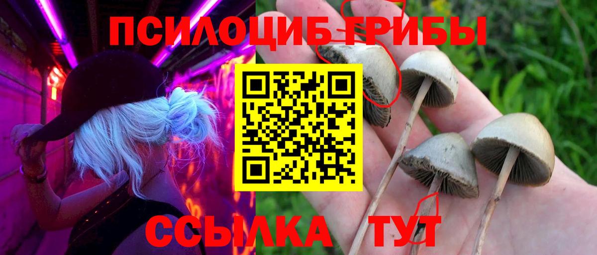 Калининград  купить наркотик  Псилоцибиновые грибы мухоморы  Вход с VPN  Псилоцибиновые грибы Psilocybine cubensis 